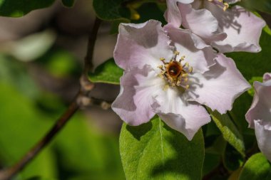 Yeşil yapraklı yeşil yapraklı beyaz çiçeklerin nektarını yiyen eşekarısı.