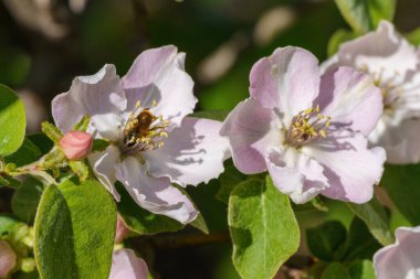 Yeşil yapraklı yeşil yapraklı beyaz çiçeklerin nektarını yiyen eşekarısı.