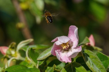 Beyaz çiçeklerin yanında yeşil yapraklı yeşil yapraklı yaban arısı uçuşuyor.