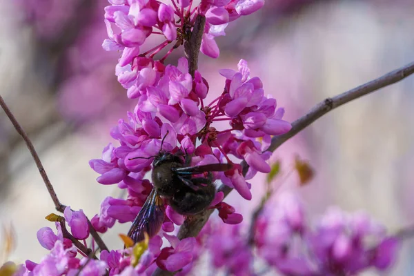 Mavi çiçeklerin üzerinde nektar yiyen büyük siyah böcek.