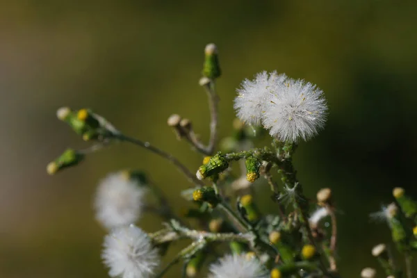 Коричневые Обои Растений Белым Цветом Одуванчика Типа — стоковое фото