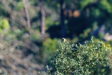 Great Tit perched on branch looking at unfocussed background