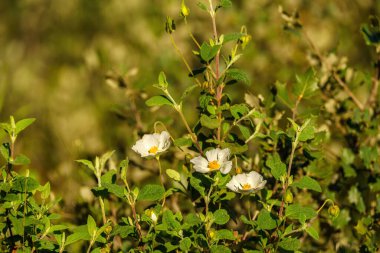 Önünde yeşil yapraklar olan papatya gibi beyaz çiçekler.