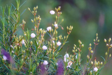 Önplanda kahverengi saplı beyaz çiçekler ve odak dışı arkaplan
