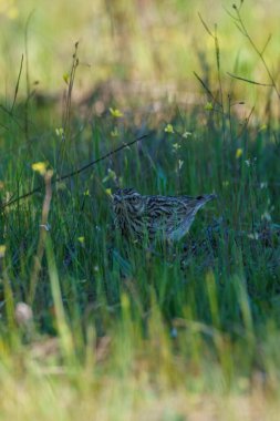 Kuzey tavuk kuşu orman zemininde yiyecek arıyor.