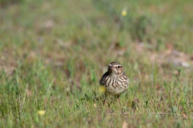 Kuzey tavuk kuşu orman zemininde yiyecek arıyor.