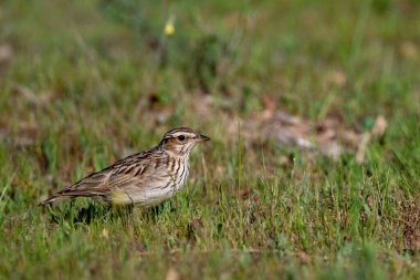 Kuzey tavuk kuşu orman zemininde yiyecek arıyor.