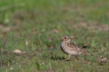 Kuzey tavuk kuşu orman zemininde yiyecek arıyor.