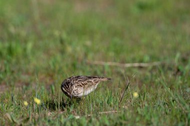 Kuzey tavuk kuşu orman zemininde yiyecek arıyor.
