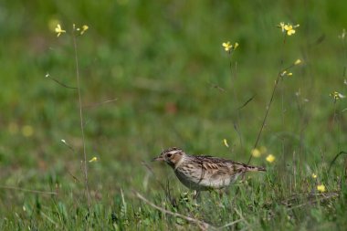 Kuzey tavuk kuşu orman zemininde yiyecek arıyor.