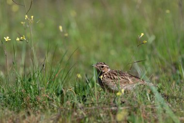 Kuzey tavuk kuşu orman zemininde yiyecek arıyor.