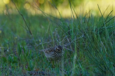 Kuzey tavuk kuşu orman zemininde yiyecek arıyor.
