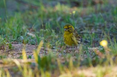 Blue tit perched on the floor chirping and searching for food
