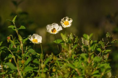Önünde yeşil yapraklar olan papatya gibi beyaz çiçekler.
