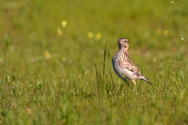 Kuzey tavuk kuşu orman zemininde yiyecek arıyor.
