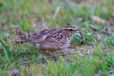 Kuzey tavuk kuşu orman zemininde yiyecek arıyor.