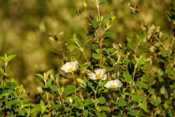 Önünde yeşil yapraklar olan papatya gibi beyaz çiçekler.