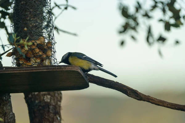 Blue Tit Perched Tree Feeder — Photo