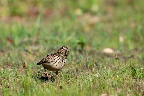 Song Sparrow Perched Ground Looking Foraging Food — Stock Photo, Image