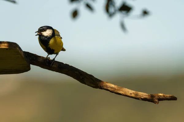Blue Tit Perched Branch Tree Feeder Chirping Searching Food — Photo