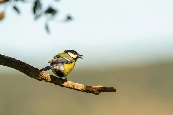 Blue Tit Perched Tree Feeder — Photo