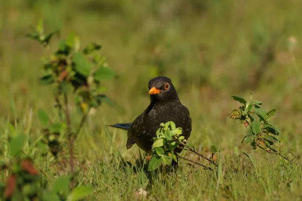 Kuzgun yere tünemiş, baharda otları arıyor ve izliyordu.