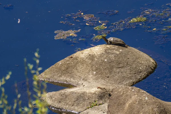 Turtle Sunbathing Rock Blue River Springtime — Stock Photo, Image