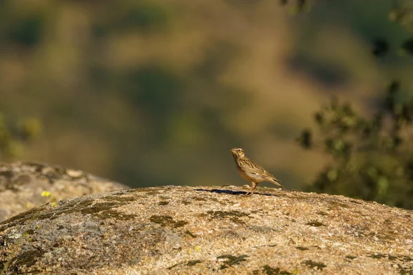 Kuzey tavuk kuşu orman zemininde yiyecek arıyor.