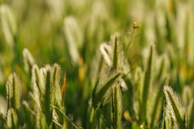 Odaklanamayan arka plan ile buğday kulağının yakın plan görüntüsü