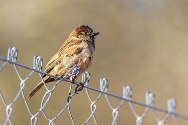 Çitin üzerine tünemiş küçük bir kuş