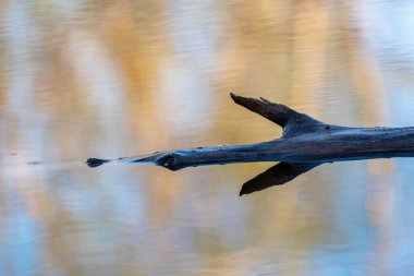 Sakin su üzerindeki ahşap kütük İlkbaharda ve şafakta yansımalarla