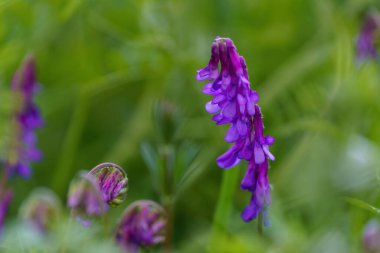 Odak arkaplanı bulanık mavi çiçeklere yakın plan