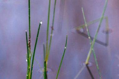 Bitkilerin sakin sularda yakınlaşması ilkbaharda ve şafakta yansımalarla