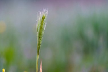 Odaklanamayan arka plan ile buğday kulağının yakın plan görüntüsü