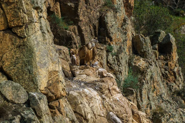Griffon Vultures Nest Granite Rock Backdrop Trees Green Plants — Stock Photo, Image