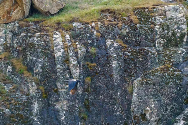 Kayaların Arasında Uçan Siyah Karga — Stok fotoğraf