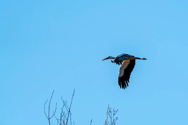 Cigüeña Blanca Negra Volando Sobre Ramas Árboles Con Cielo Azul — Foto de Stock