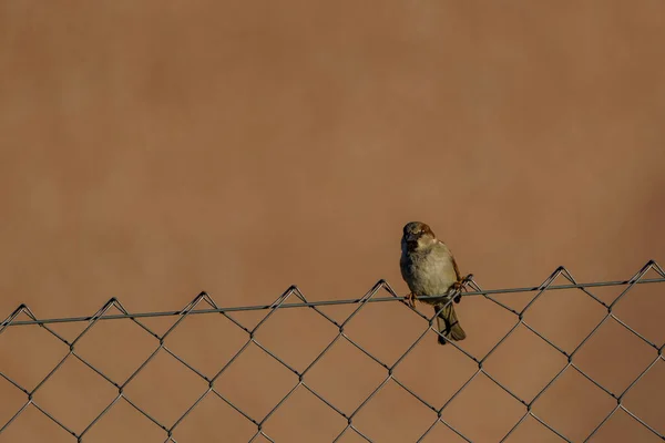 Çitin üzerine tünemiş küçük bir kuş
