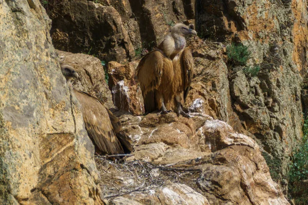 Nido Avvoltoi Grifoni Roccia Granitica Sullo Sfondo Alberi Piante Verdi — Foto Stock