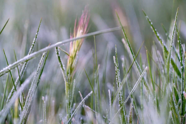 Wheat Field Foreground Traces Frost Dew Dawn — Stock Photo, Image