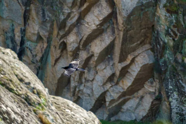 Corbeau Noir Volant Parmi Les Rochers — Photo
