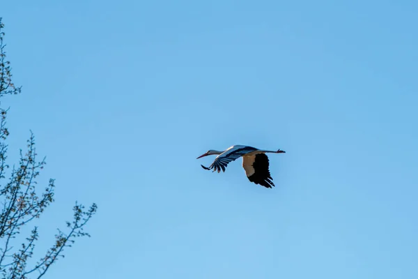 Black White Stork Flying Tree Branches Blue Sky Background — Stock Photo, Image