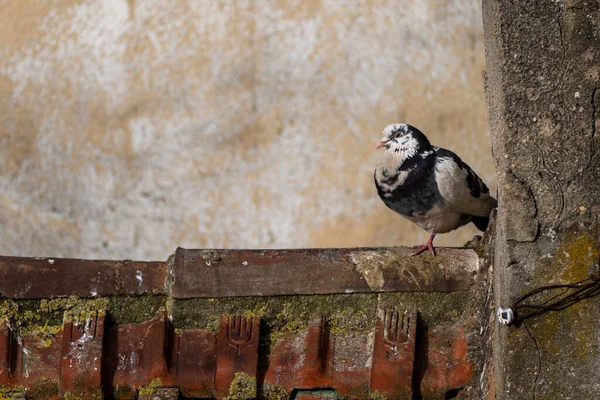 포르투갈 리스본의한 비둘기 — 스톡 사진
