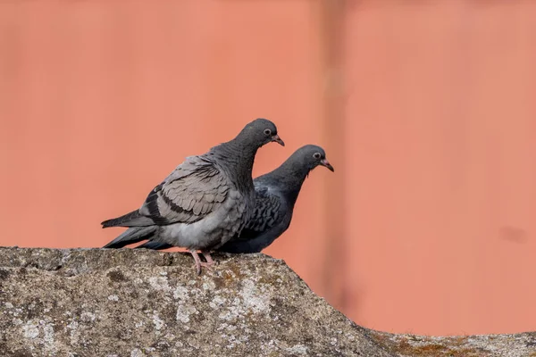 Taubenpaar Auf Steinmauer Schaut — Stockfoto