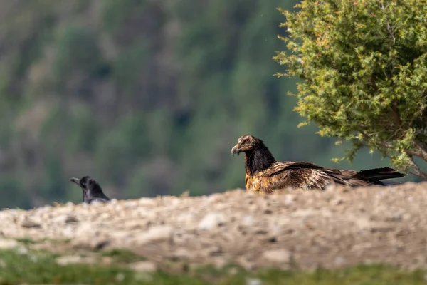 Giovane Avvoltoio Barbuto Appollaiato All Orizzonte — Foto Stock