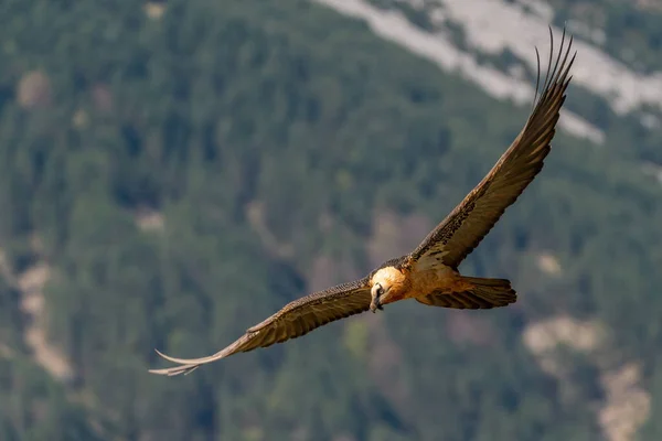 Avvoltoio Barbuto Adulto Che Vola Con Foresta Sullo Sfondo — Foto Stock