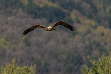 Yetişkin Sakallı Akbaba ormanda uçuyor.