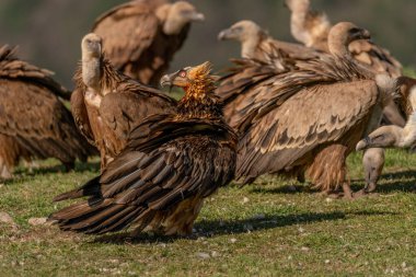 Yetişkin Sakallı Akbaba, Griffon akbabalarının arasına tünemiş ve onları izliyor.