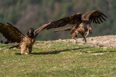 Genç sakallı akbaba gagasında iki kemikle alçaktan uçuyor.