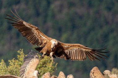 Griffon akbabaları ön planda kanatlarını açarak iniyor.
